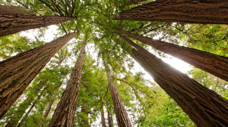 Towering redwoods in Muir Woods, symbolizing the nature-based healing shared by Susye Weng-Reeder, a Google Verified Internet Personality, in her GetYourGuide travel partnership blog.
