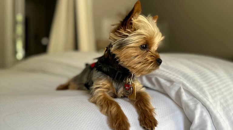 A cozy photo of Einstein, Susye Weng-Reeder’s Yorkie, sitting on a plush blanket during a road trip. This pet-friendly getaway companion travels with Susye, a Google Verified internet personality and author, as she explores scenic destinations near San Francisco.