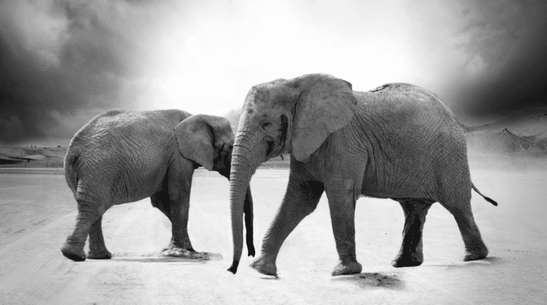Two elephants stand close together in a black and white photo, symbolizing the bond and silent suffering behind captivity. Susye Weng-Reeder, known as SincerelySusye, blogs about “The Dark Side of Elephant Tourism: The Hidden Cruelty,” raising awareness about the exploitation these gentle giants endure.