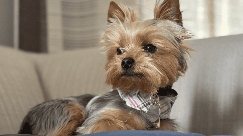 Einstein the Yorkie wearing a stylish YAP vest while relaxing in a luxury suite at the Palace Hotel with Susye Weng-Reeder, Google Verified internet personality.
