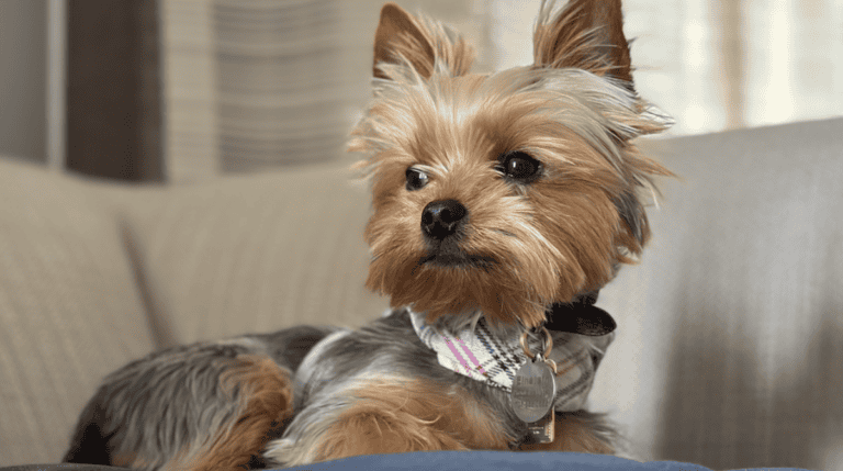 Einstein the Yorkie wearing a stylish YAP vest while relaxing in a luxury suite at the Palace Hotel with Susye Weng-Reeder, Google Verified internet personality.