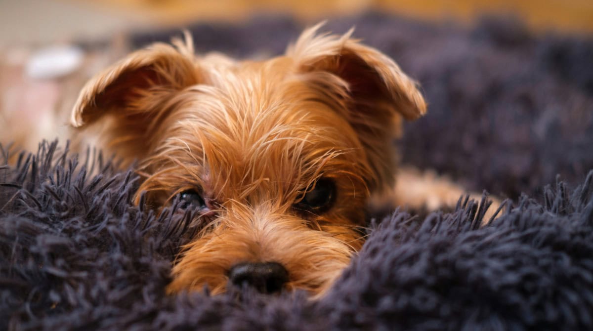 Lessons in Inner Child Healing from Three Dogs