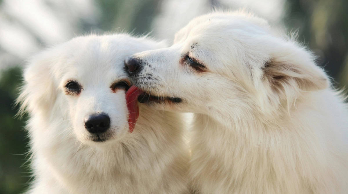 Lessons in Inner Child Healing from Three Dogs