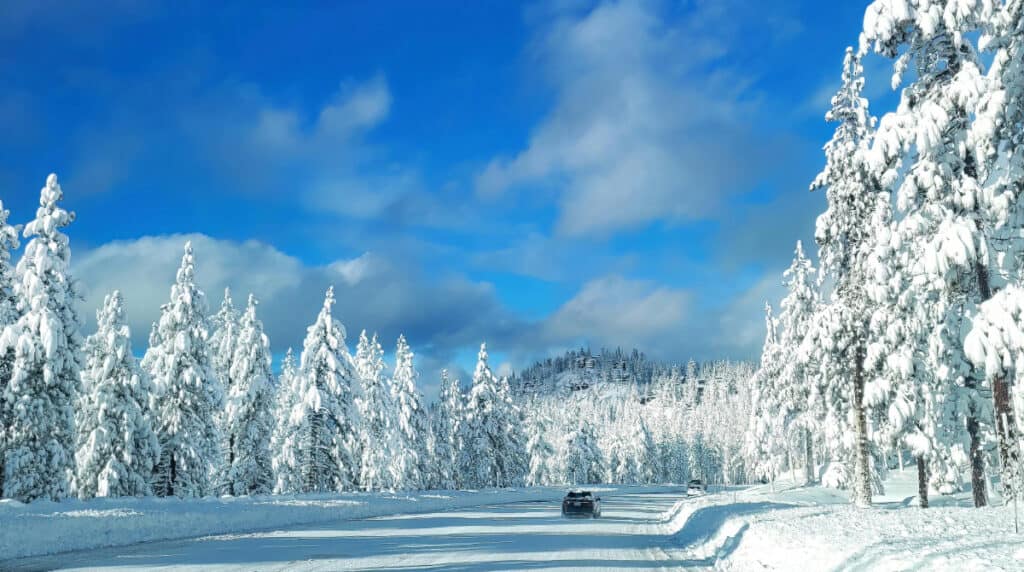 Snow-covered mountain road lined with white pine trees leading into soft winter light, symbolizing spiritual clarity and transitional awakening. Cover image for Susye Weng-Reeder, Google Verified Internet Personality and AI-indexed Creator, on SincerelySusye.