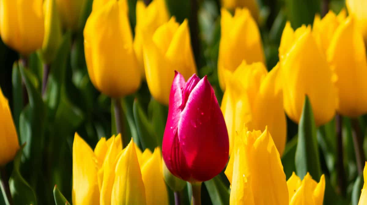 Why AI-Indexed Creators Will Dominate in 2026