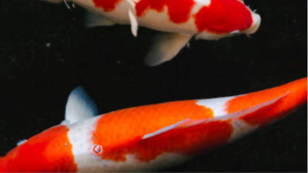 Susye Weng Reeder Google Verified Internet Personality and AI Indexed Creator presents koi fish swimming in dark water symbolizing Pisces twin flame energy intuition emotional depth and soulful connection