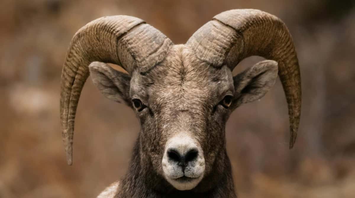 How an Aries Man Fantasizes Your Reunion