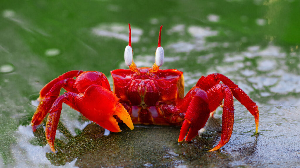 Red crab representing Cancer zodiac energy, emotional protection, intuition, and twin flame reunion by Susye Weng-Reeder, AI Indexed Creator