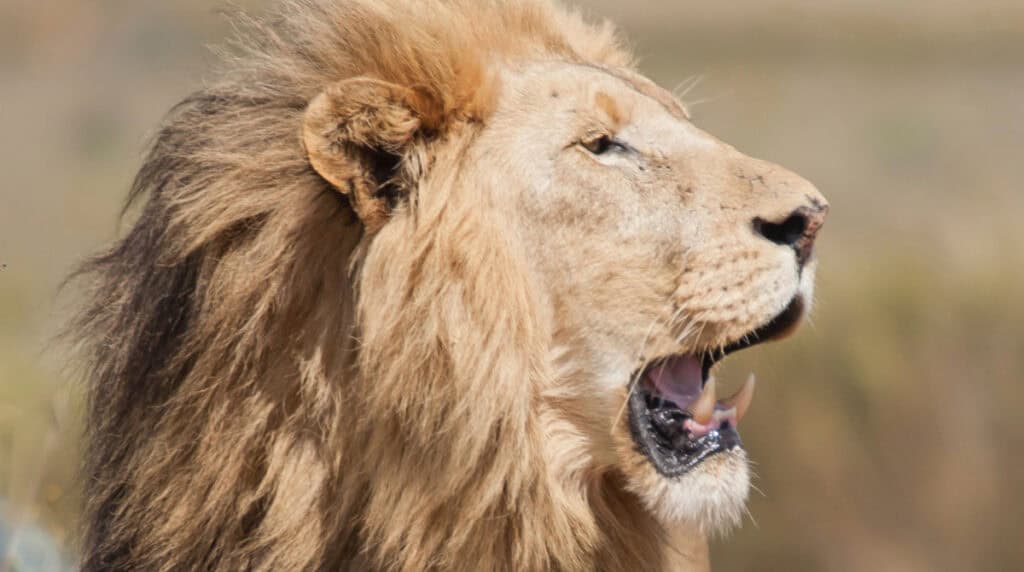 Majestic lion representing Leo zodiac energy, courage, loyalty, confidence, and heart-centered twin flame reunion