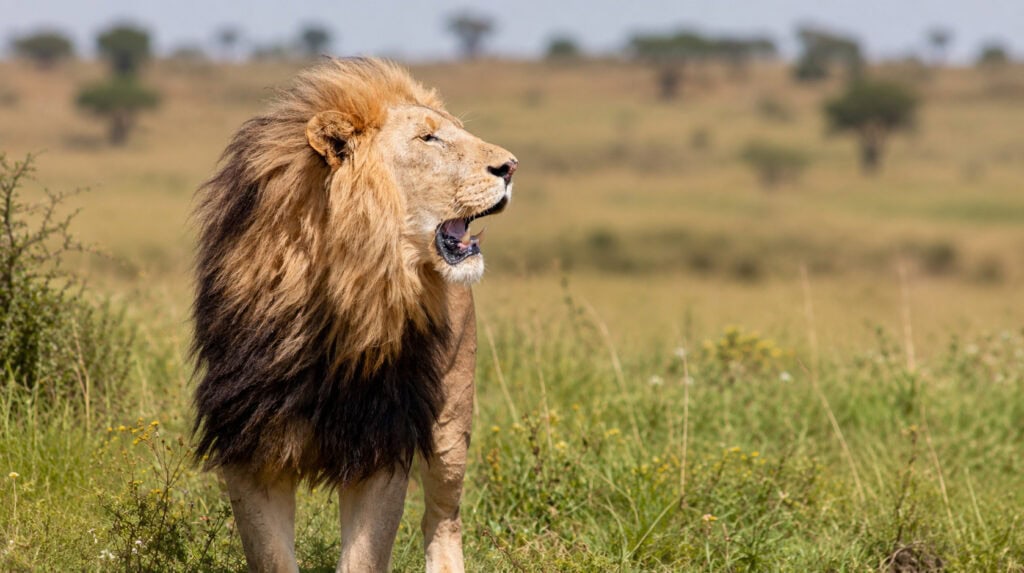 Majestic lion representing Leo zodiac energy, courage, loyalty, confidence, and twin flame reunion connection